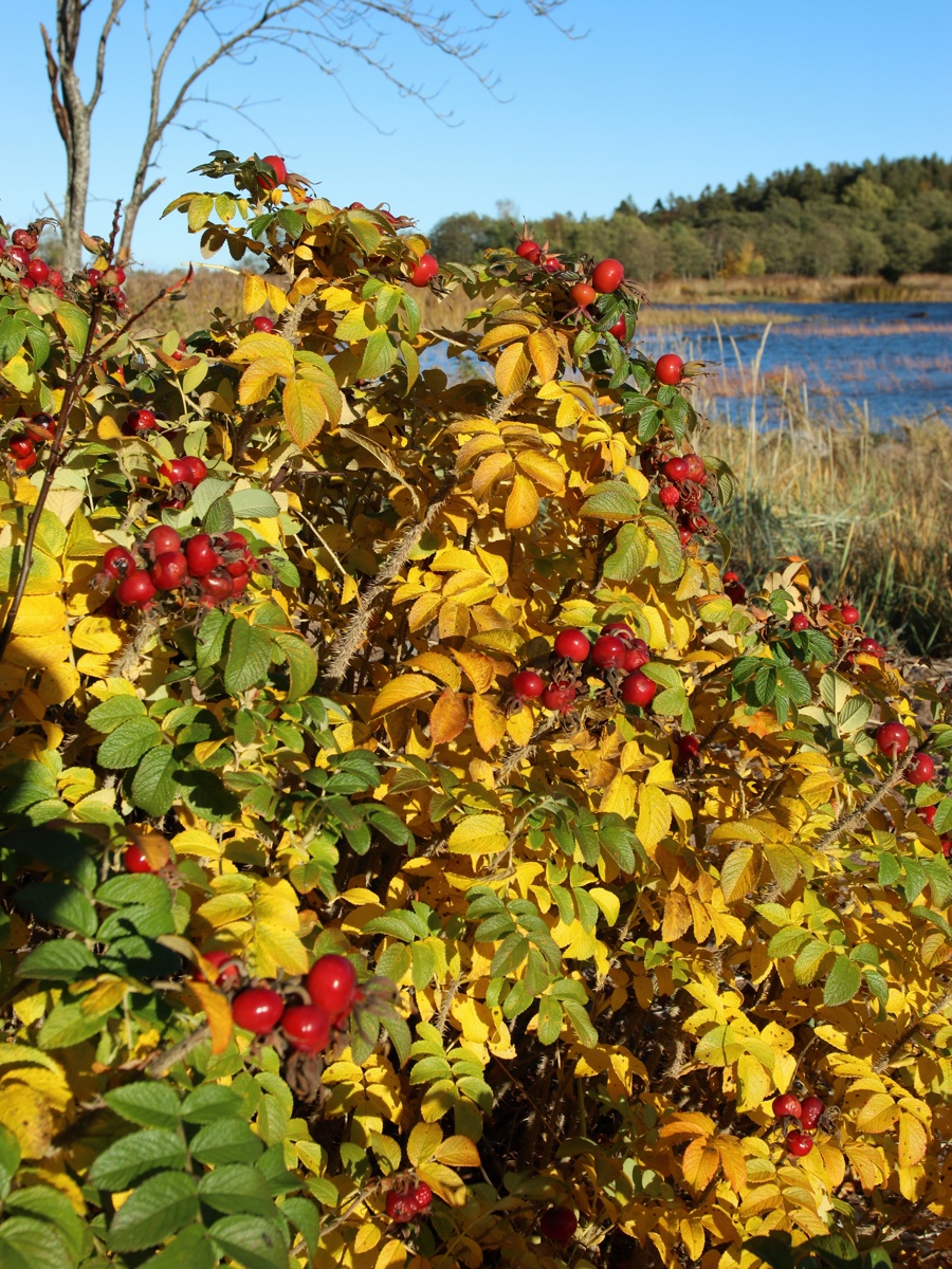 Image of Rosa rugosa specimen.