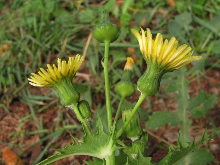 Изображение особи Sonchus oleraceus.