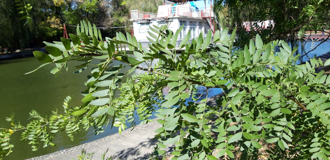 Image of Gleditsia japonica specimen.