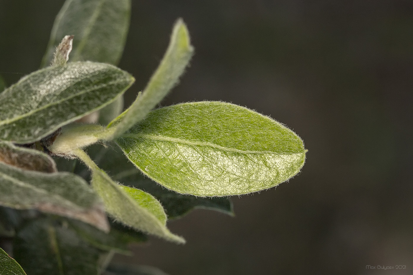 Image of Pyrus elaeagrifolia specimen.