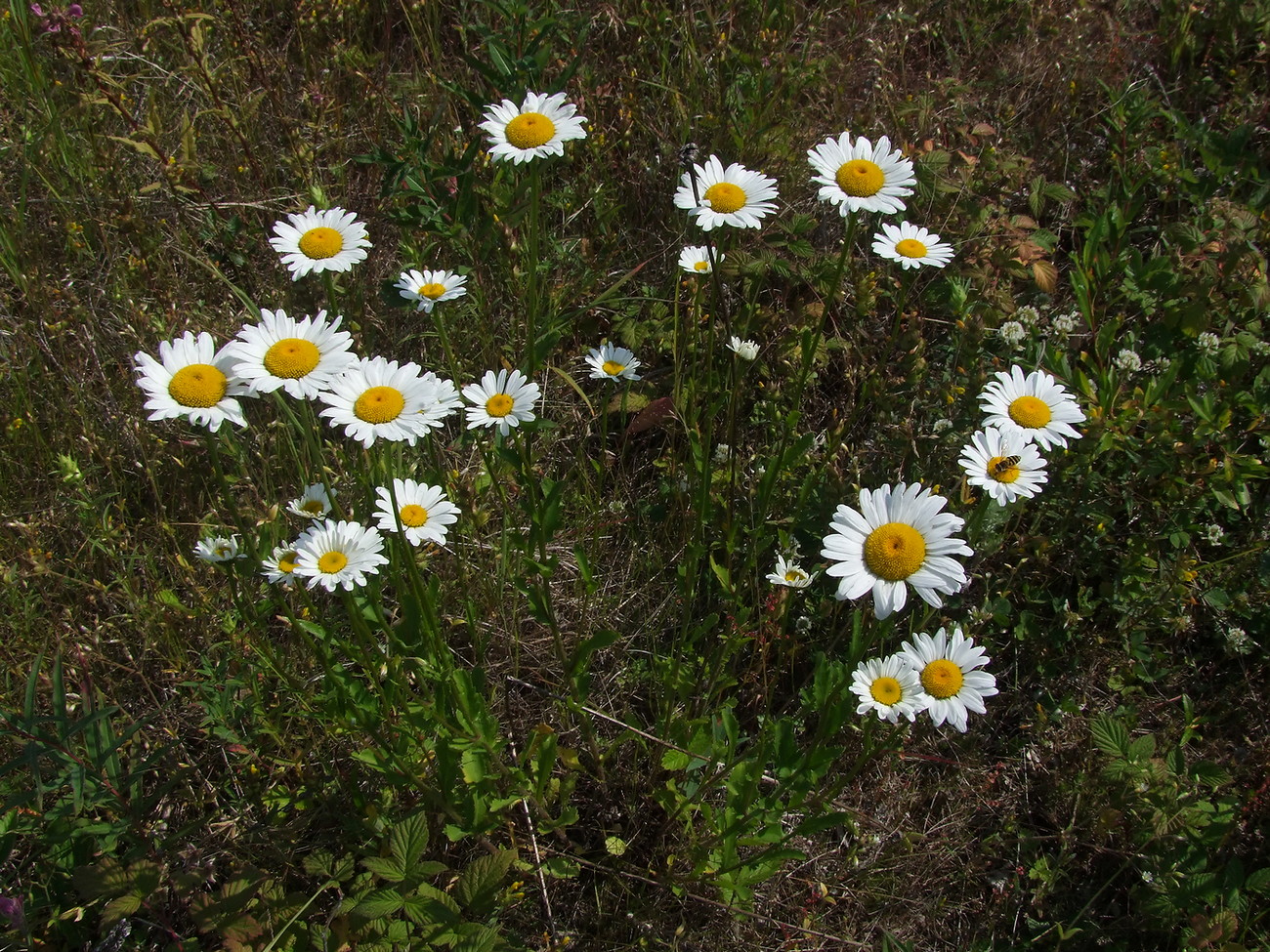 Image of Leucanthemum ircutianum specimen.