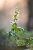 Corydalis marschalliana