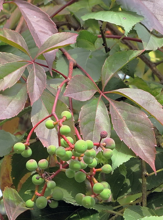 Image of Parthenocissus inserta specimen.