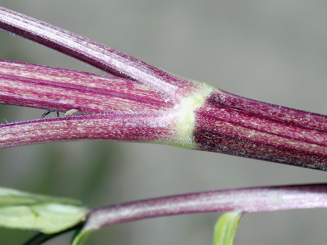 Image of Valeriana rossica specimen.