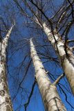 Betula papyrifera. Средние части стволов и основания скелетных ветвей покоящихся деревьев. Санкт-Петербург, Старый Петергоф, парк \"Сергиевка\", луг напротив дирекции. 09.04.2023.