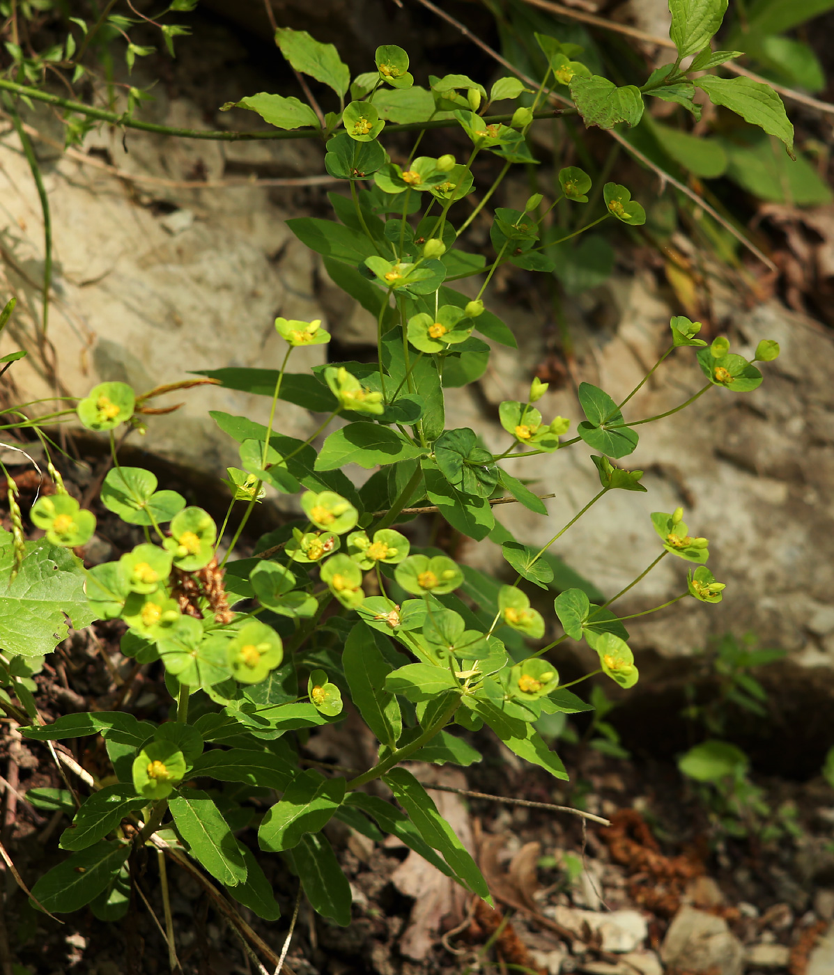 Изображение особи Euphorbia squamosa.