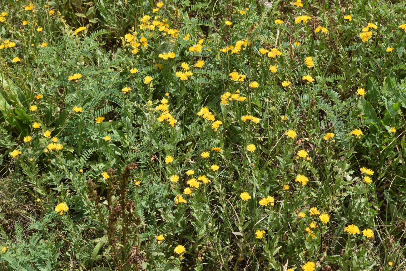 Image of Inula aspera specimen.