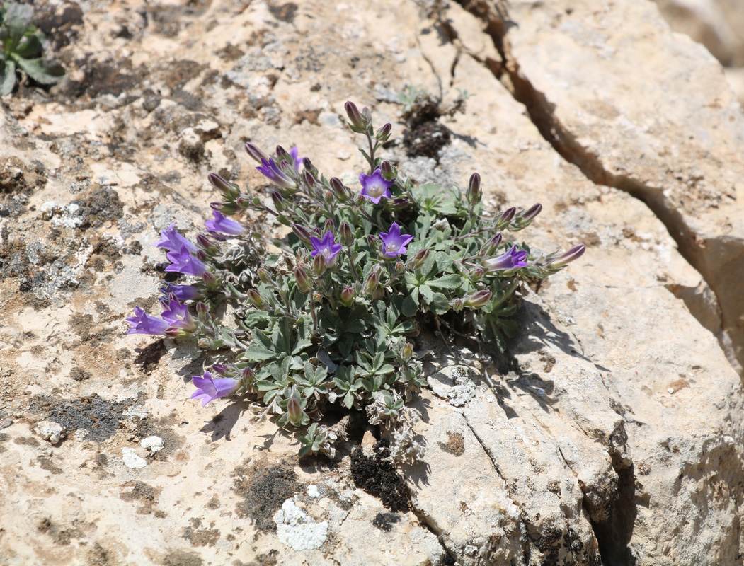 Изображение особи Campanula karakuschensis.