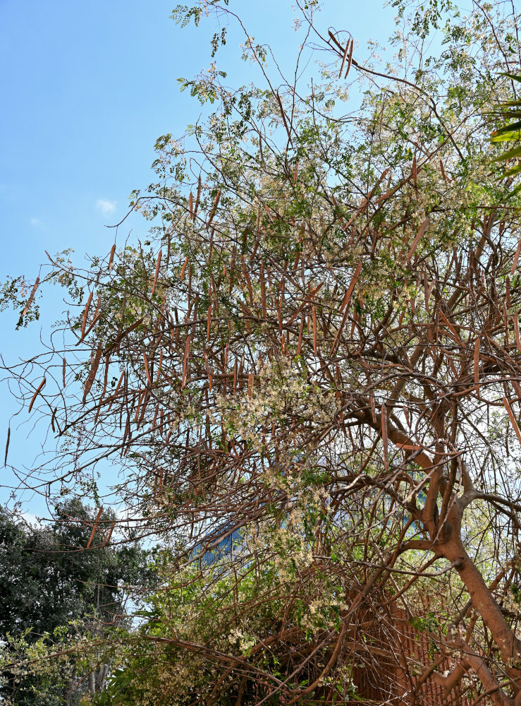 Image of Moringa oleifera specimen.