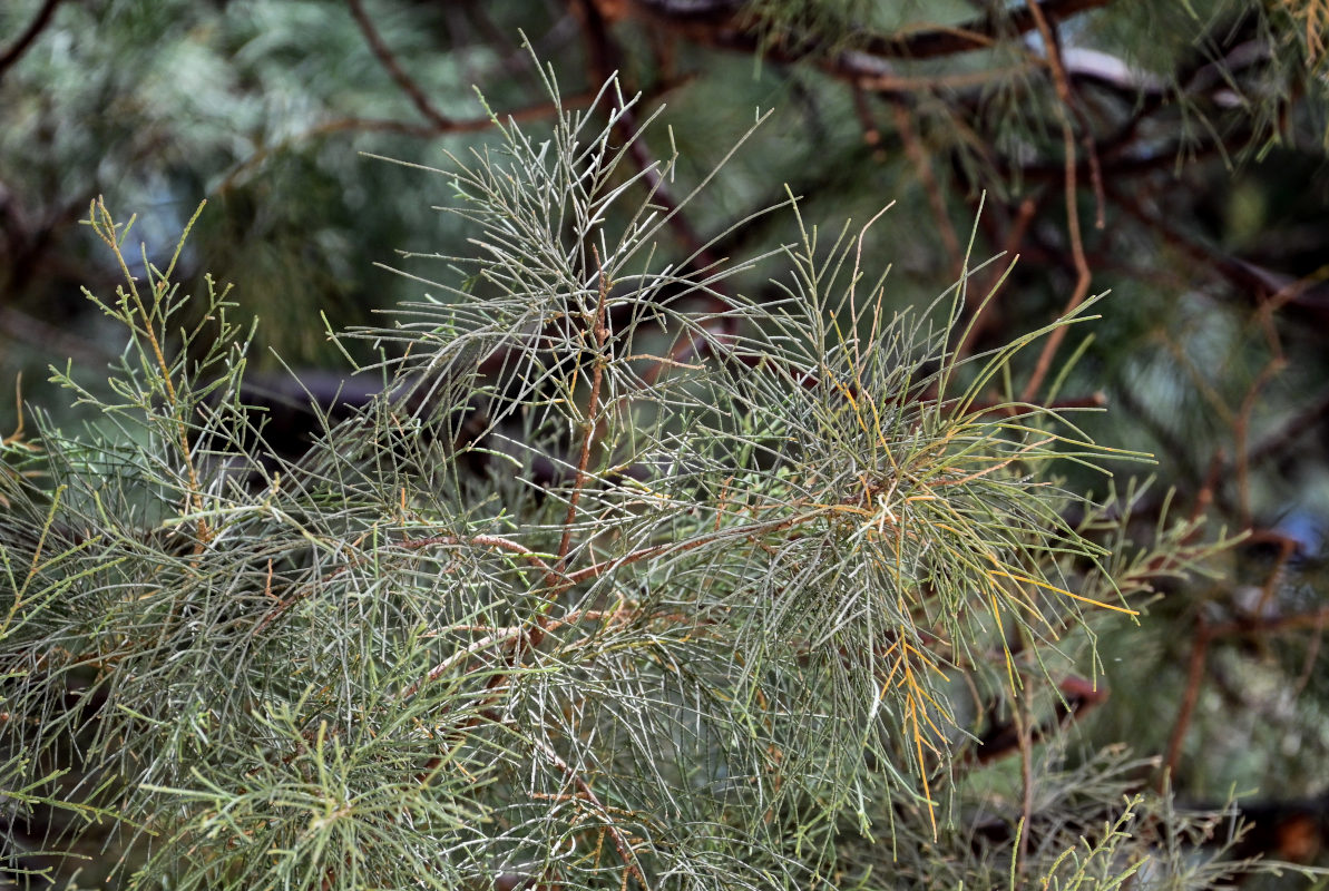 Image of Casuarina equisetifolia specimen.