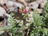 Oxytropis anaulgensis