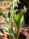 Tephroseris integrifolia. Прикорневые листья. Свердловская обл., окр. г. Североуральск, склон скал Три Брата. 15.05.2010.