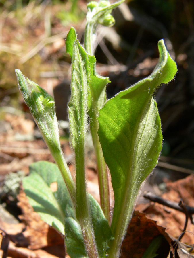 Image of Tephroseris integrifolia specimen.