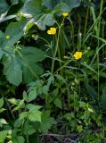 Ranunculus grandifolius