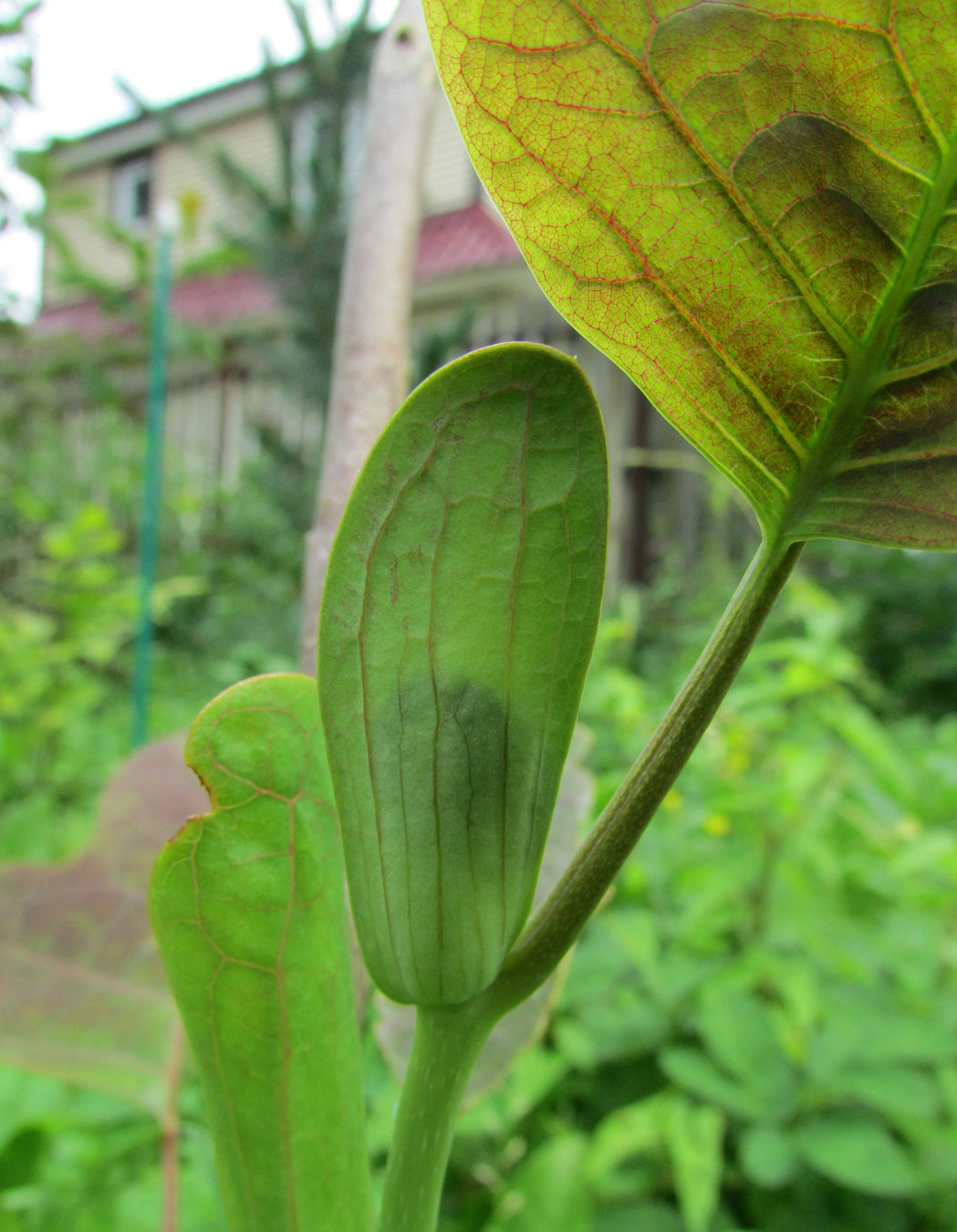 Image of Liriodendron chinense specimen.