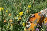 genus Trifolium