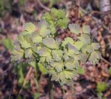 Thalictrum minus