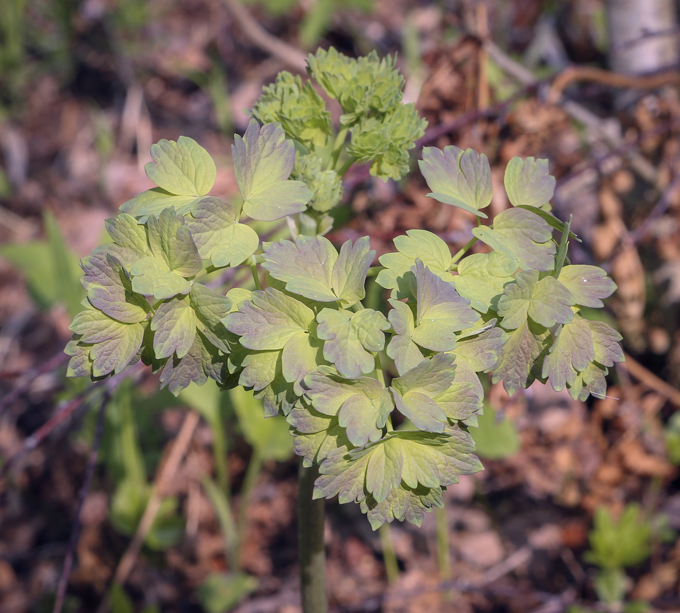 Изображение особи Thalictrum minus.