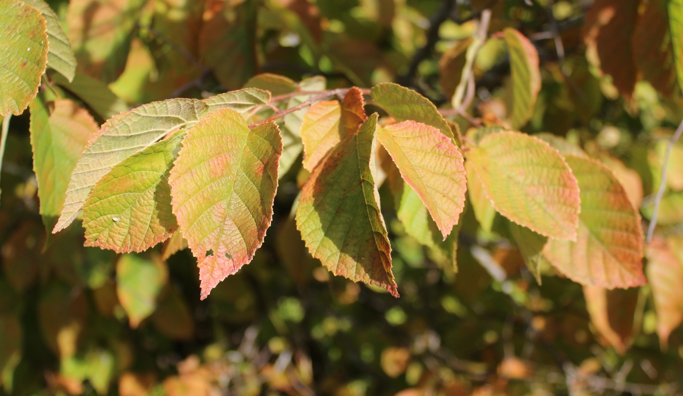 Image of Corylus americana specimen.