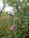 Vicia amurensis. Верхушка побега с цветущими и развивающимися соцветиями. Хабаровский край, окр. г. Комсомольск-на-Амуре, зарастающий пустырь. 26.07.2023.