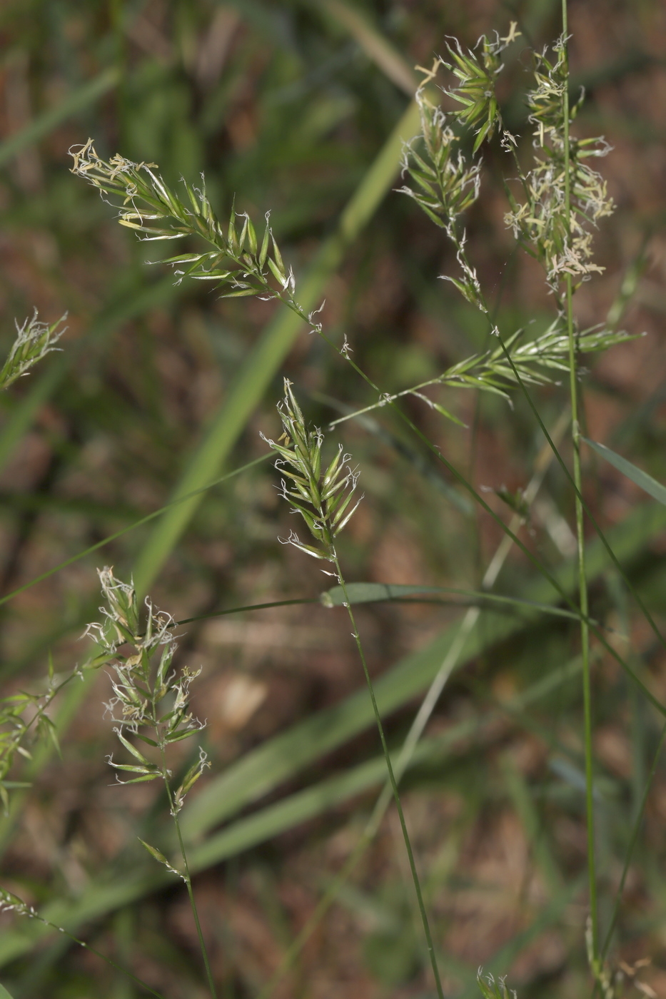 Изображение особи Anthoxanthum odoratum.