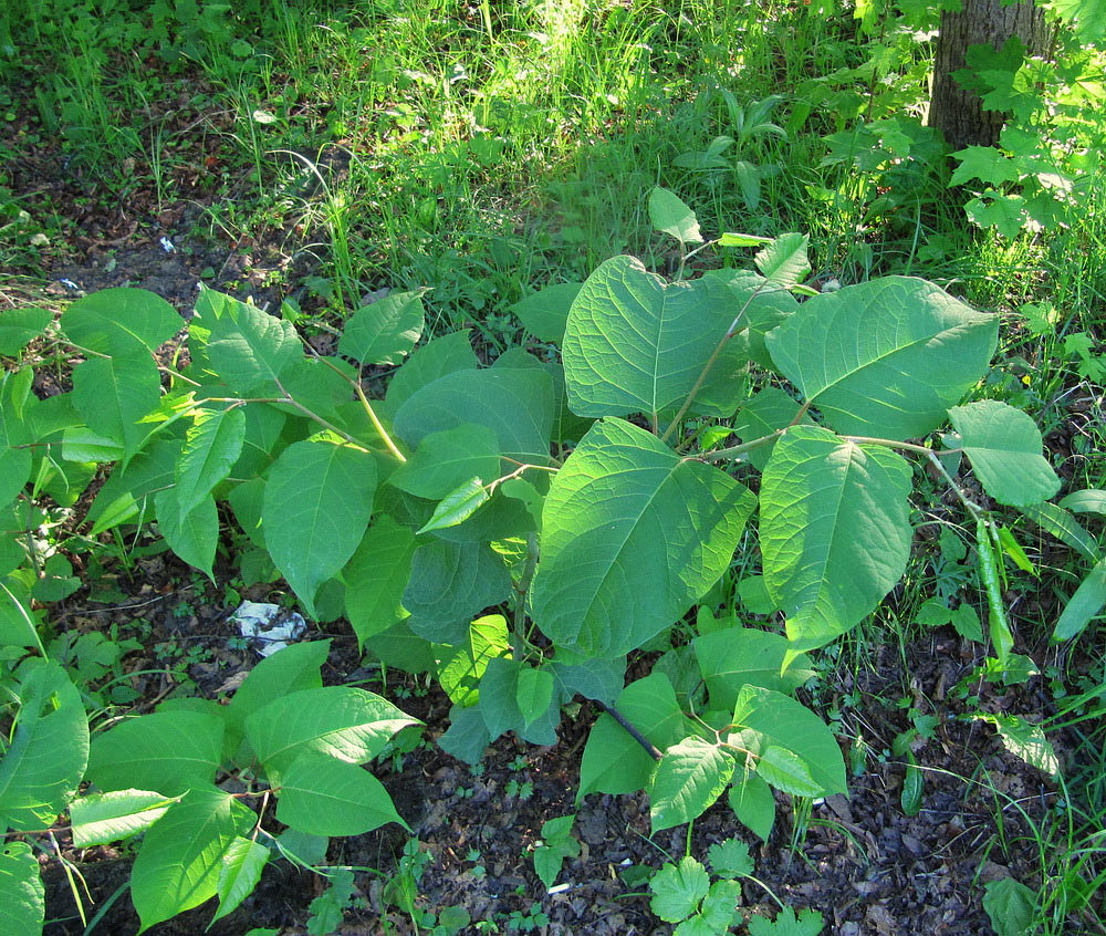 Image of Reynoutria japonica specimen.