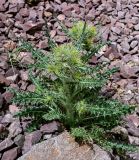 Cirsium semenowii