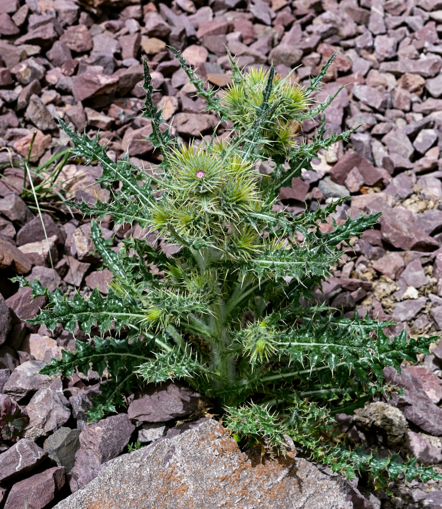 Image of Cirsium semenowii specimen.