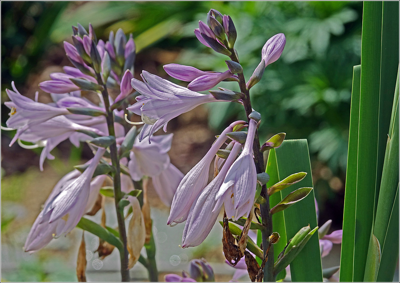 Image of genus Hosta specimen.