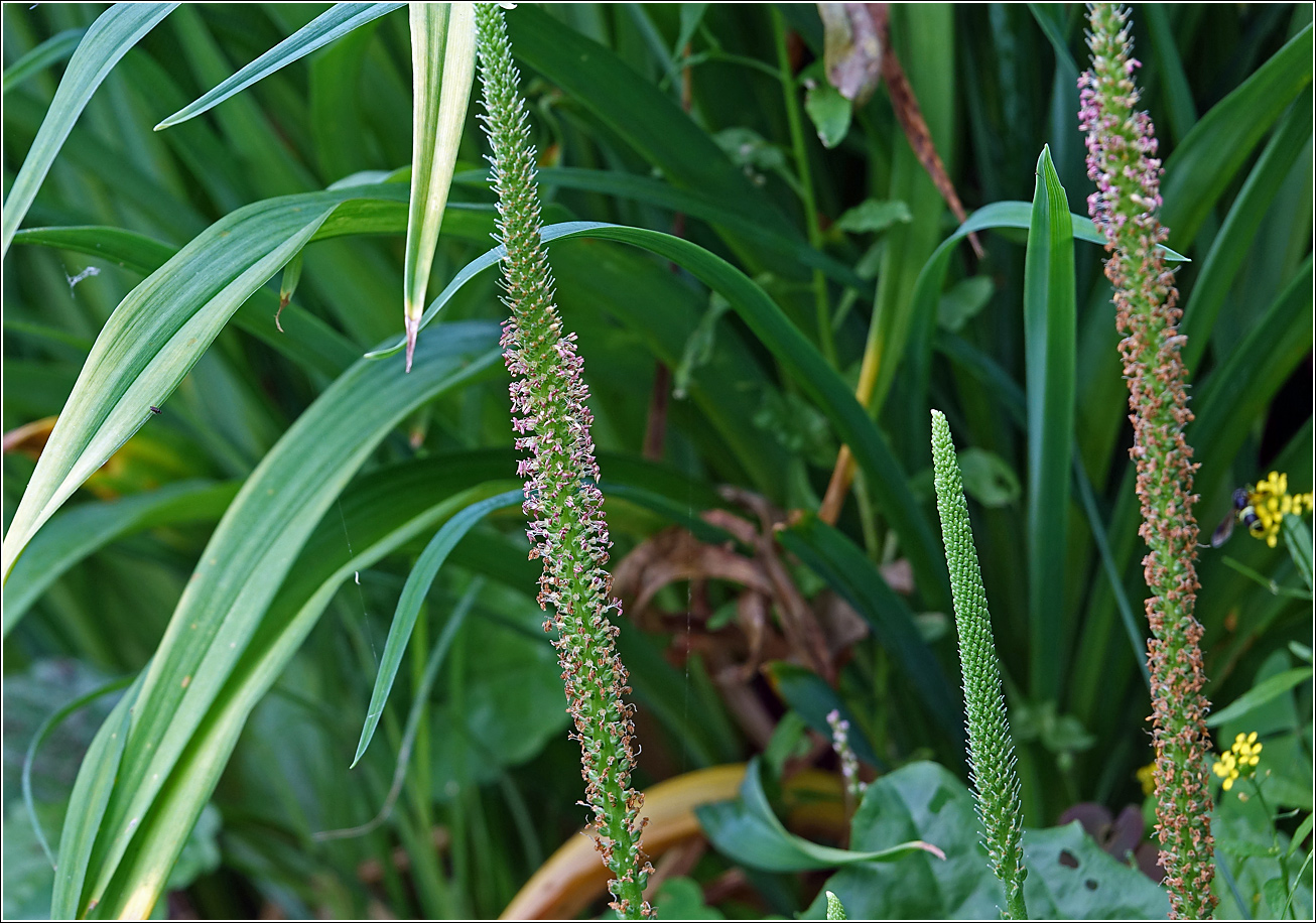 Изображение особи Plantago major.