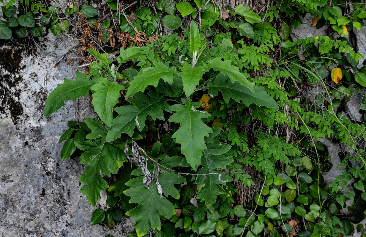 Изображение особи семейство Asteraceae.