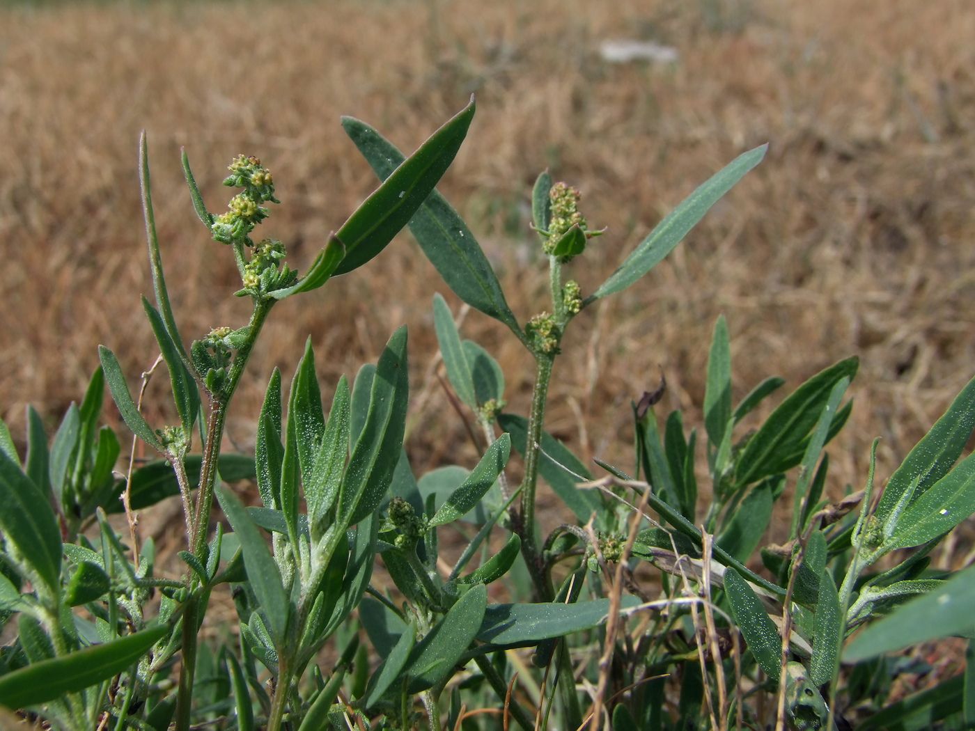 Image of Atriplex gmelinii specimen.