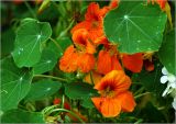 Tropaeolum majus. Цветки и листья. Московская обл., Раменский р-н, окр. дер. Хрипань, садовый участок. 11.08.2023.