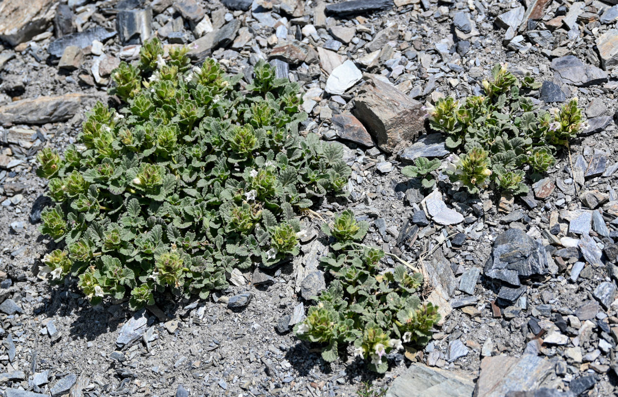 Image of Dracocephalum heterophyllum specimen.