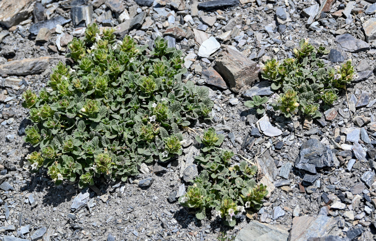 Изображение особи Dracocephalum heterophyllum.