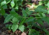 Epilobium montanum