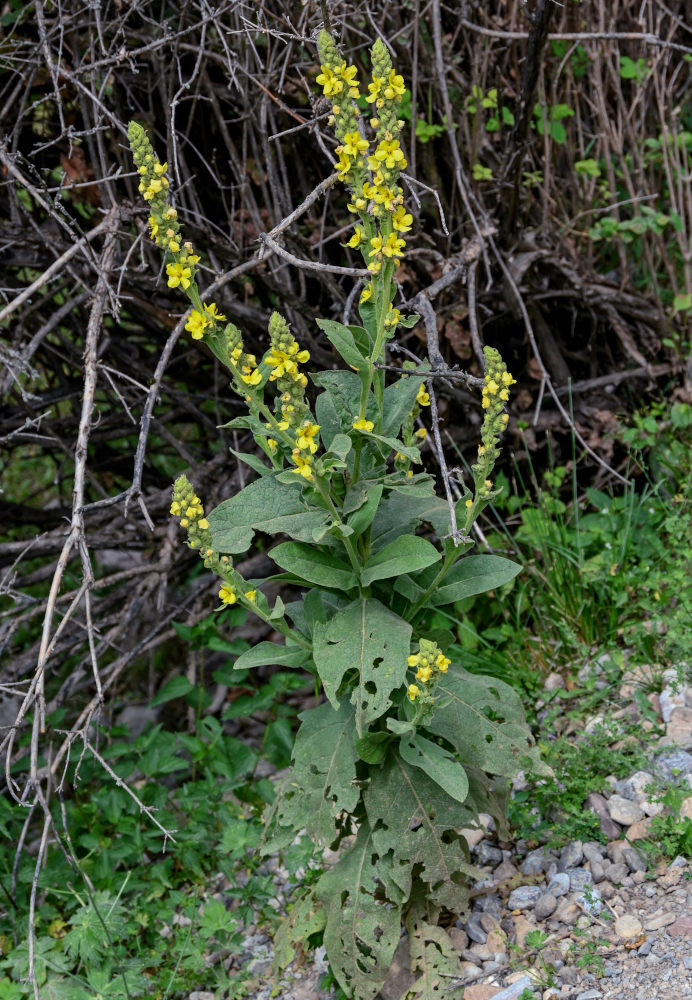 Изображение особи Verbascum songaricum.