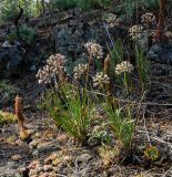 род Allium. Плодоносящие растения в сообществе с Orostachys spinosa. Башкортостан, Учалинский р-н, Миндякский сельсовет, каменистый склон горы Акбура ≈ 750 м н.у.м. 3 сентября 2023 г.