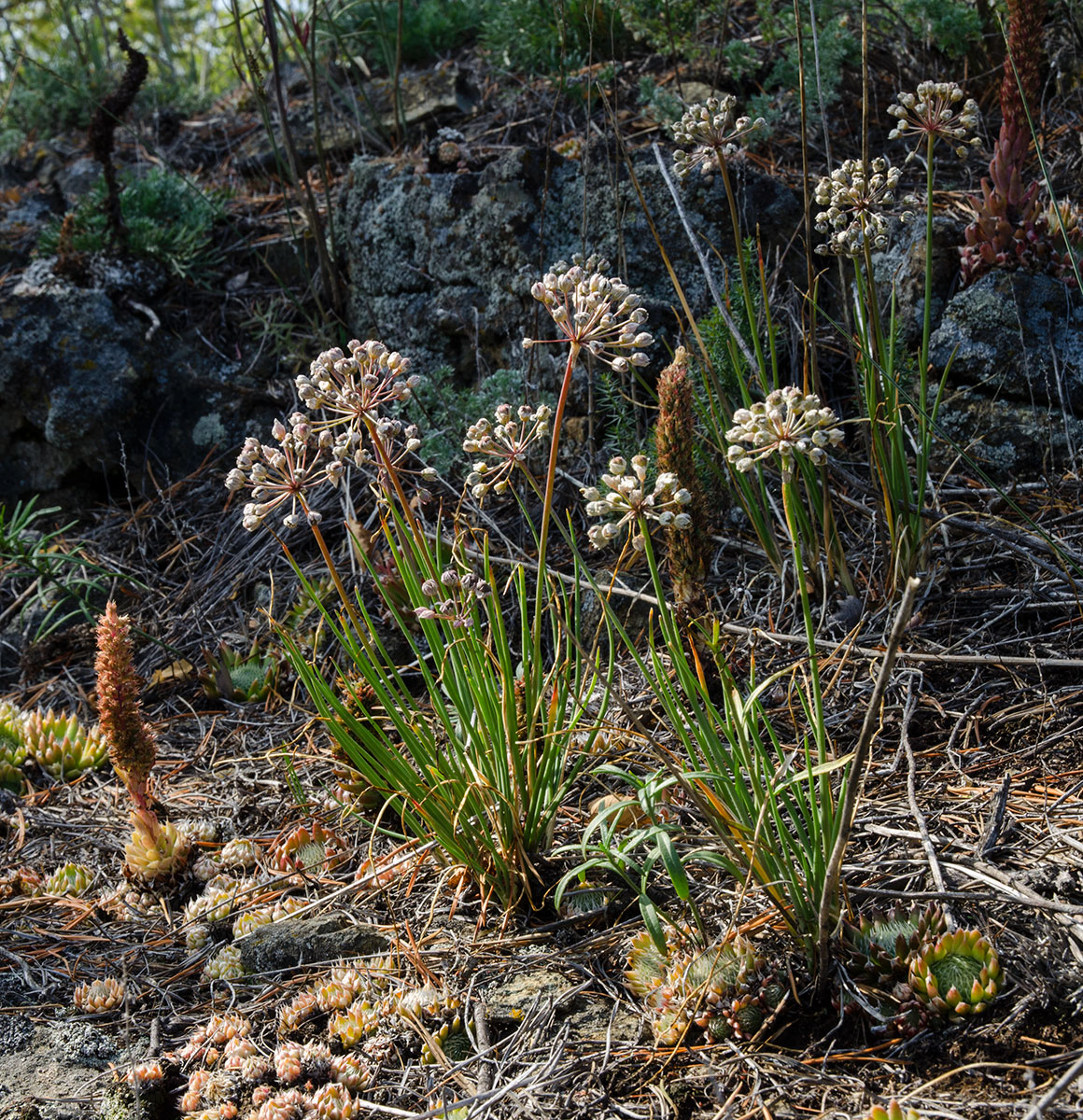 Image of genus Allium specimen.