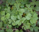 род Oxalis