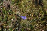 Campanula tridentata. Цветок. Чечня, Шаройский р-н, Снеговой хр., 2 км на юго-запад от от Цумандинского перевала, выс. 2650 м н.у.м., альпийский луг. 24 августа 2023 г.