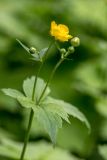 genus Ranunculus