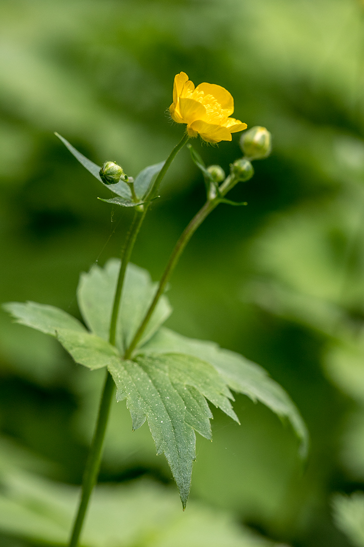 Изображение особи род Ranunculus.