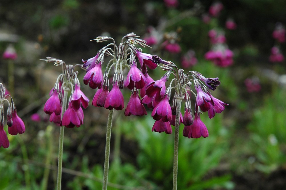 Изображение особи Primula secundiflora.