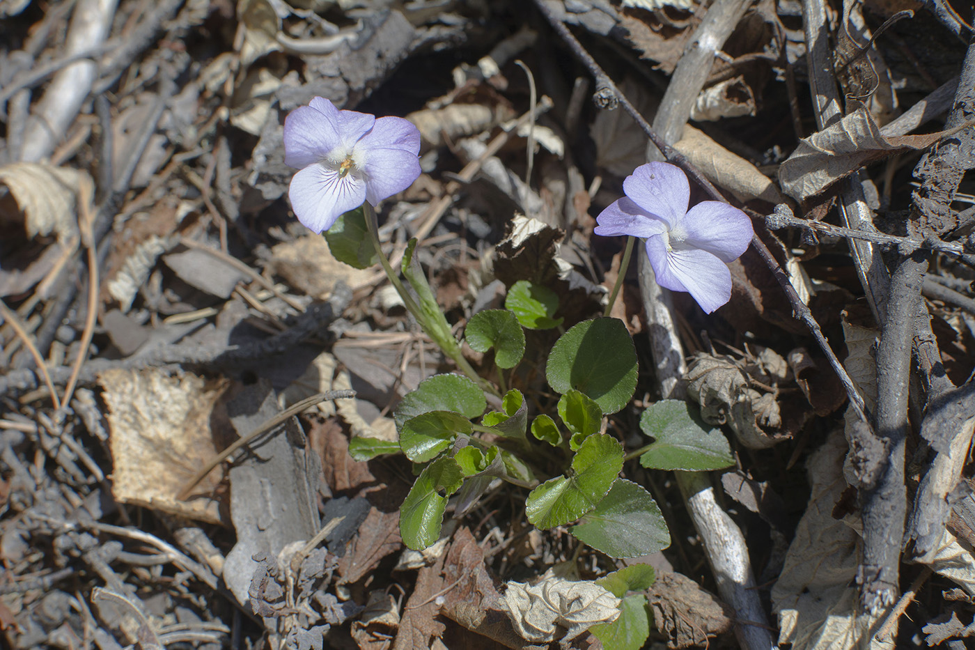 Image of Viola sacchalinensis specimen.