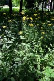 Crepis paludosa