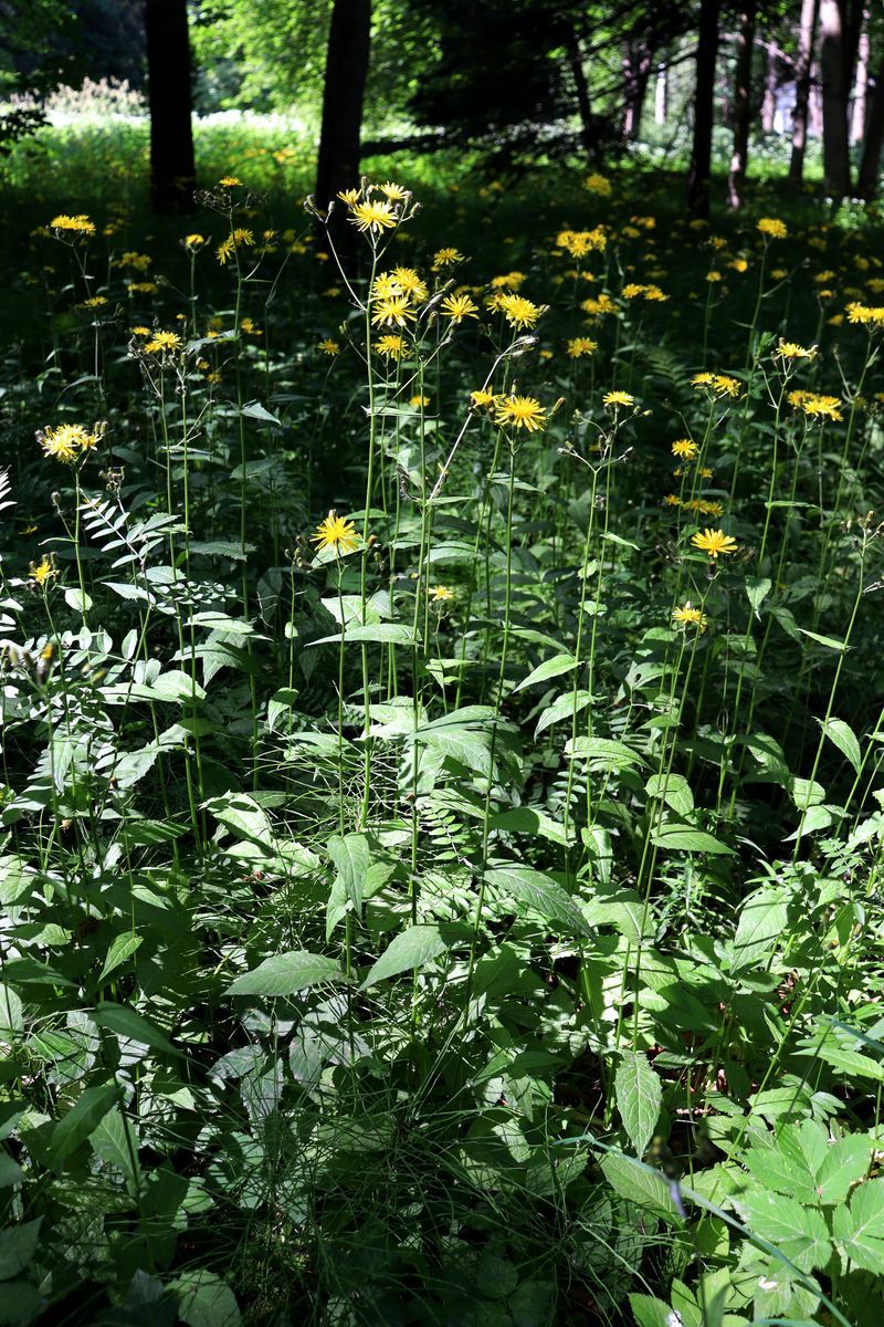 Image of Crepis paludosa specimen.