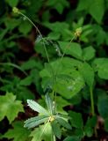 Ranunculus cassubicus