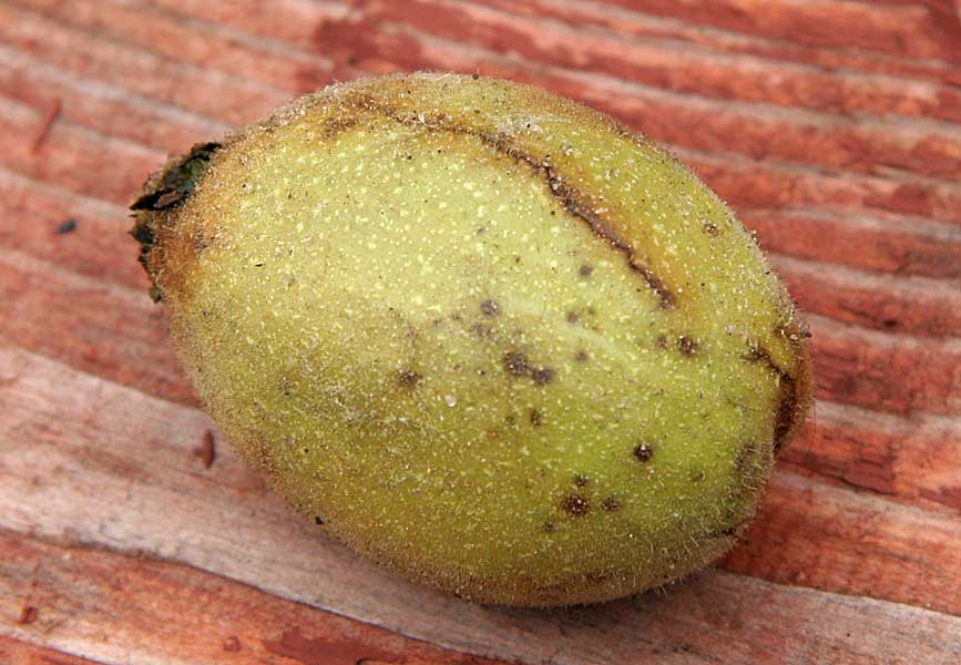 Image of Juglans mandshurica specimen.