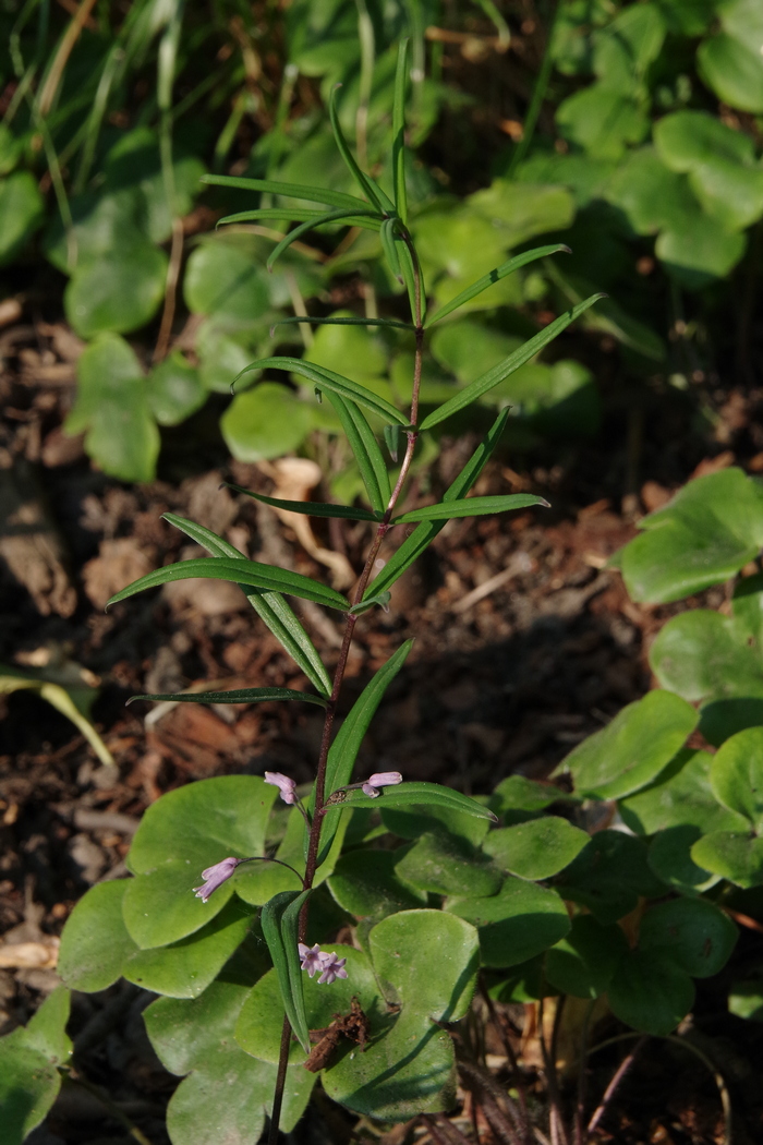 Image of Polygonatum curvistylum specimen.